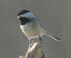 Black capped chickadee. Photo by Wendell Long