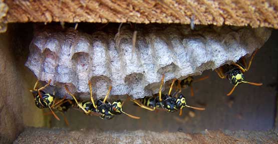 European Paper Wasp nest. Photo by Bet Zimmerman.
