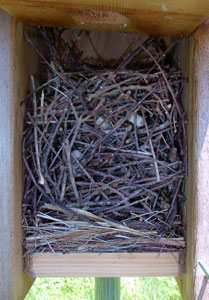 House wren nest on top of tree swallow nest.  Photo by Bet Zimmerman