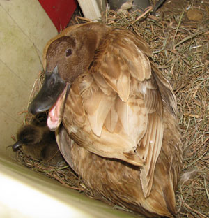 Psychoduck. Photo by Bet Zimmerman.