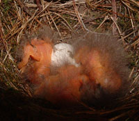 Phoebes hatching. Photo by Chris Asmann.