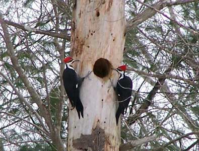 Pileated Woodpecker pair checking out previously used nesting hole. Photo by Rob and Deb Torcellini