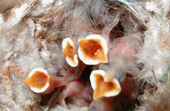 Pygmy Nuthatch nestlings.