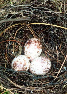 PROW Eggs. Photo by Larry Broadbent