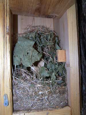 Red Squirrel nest in late Sept. Photo by E Zimmerman