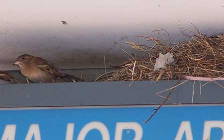 Female HOSP nesting on sign. Photo by Bet Zimmerman.