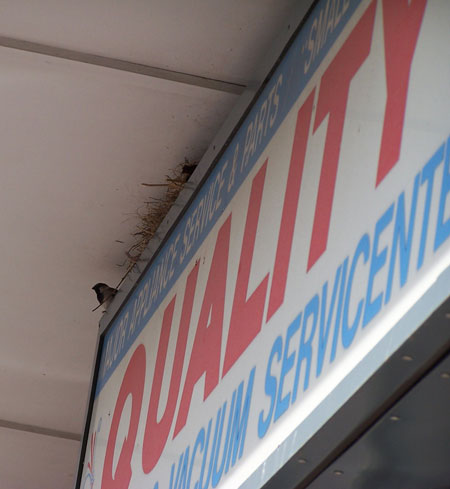 HOSP nest by sign. Photo by Bet Zimmerman.