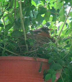 robin on nest. Photo by Bet Zimmerman.