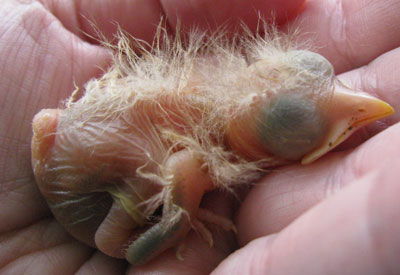 Robin nestling. Photo by Bet Zimmerman.