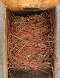 Bluebird nest at Roseland Park. Photo by Bet Zimmerman.