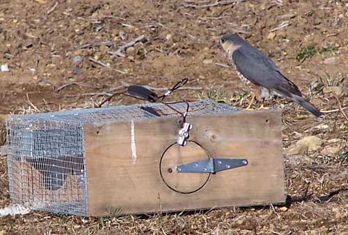 Sharp-shinned Hawk by Deluxe Repeating Sparrow Trap