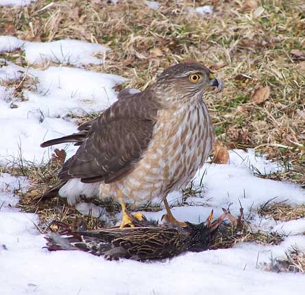 Sharp-shinned hawk feeding on starling. Photo by E Zimmerman