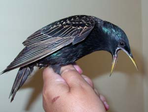 Adult European Starling. Photo by E Zimmerman.  Starling beks spring open and can be used to grip prey and also to pry apart plants.