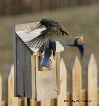 Bluebirds driving a starling from their nestbox. Photo by Dave Kinneer
