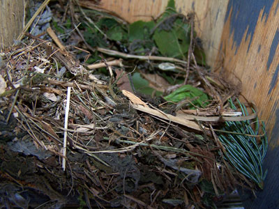 Starling Nest. Photo by Bet Zimmerman.