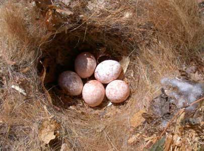 Titmouse nest with eggs. Photo by Bet Zimmerman Smith.