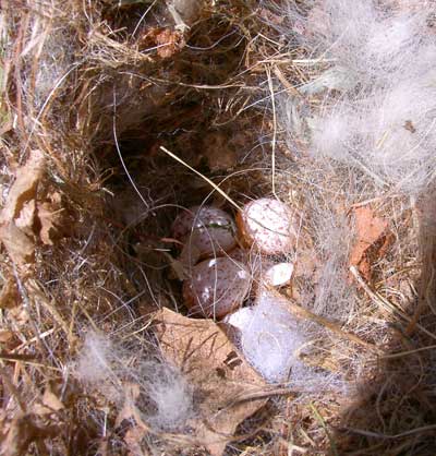 Titmouse nest. Photo by Bet Zimmerman.