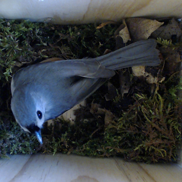 Titmouse building a nest. Photo by Leor Amikam