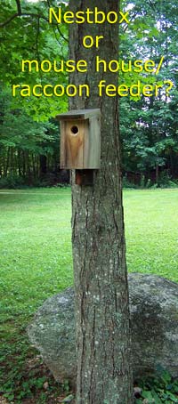 Nestboxes mounted on trees often increase the odds of predation. Photo by E Zimmerman.