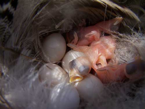 Tree Swallow nestlings. Photo by Bet Zimmerman.