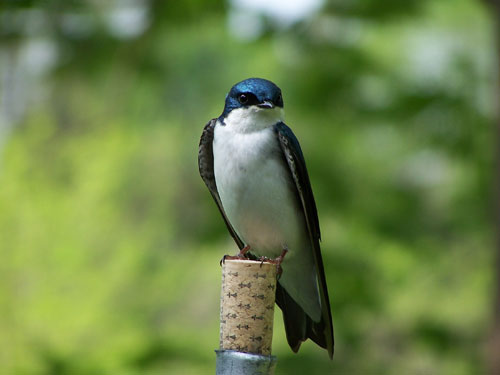 Tree Swallow.  Photo by Bet Zimmerman