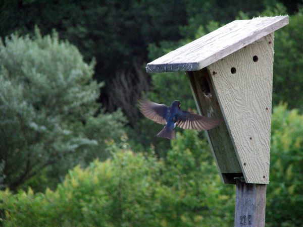 Tree Swallow feeding young. Photo by Robert John.