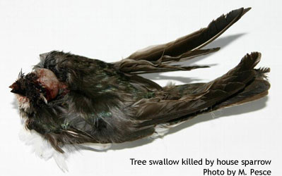 Tree swallow killed by house sparrow. Photo by Michelle Pesce.