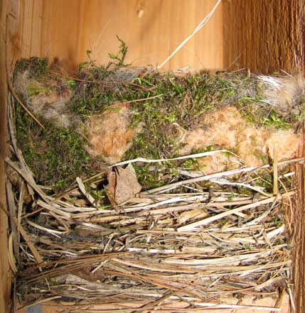 TRES nest with BCCH nest on top. Photo by Bet Zimmerman.