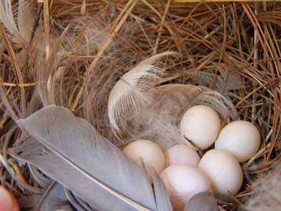 TRES eggs. Photo by Bet Zimmerman.