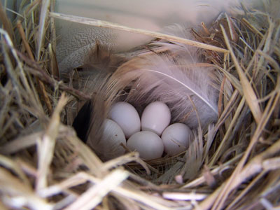 Tree Swallow nest and eggs. Photo by Bet Zimmerman.
