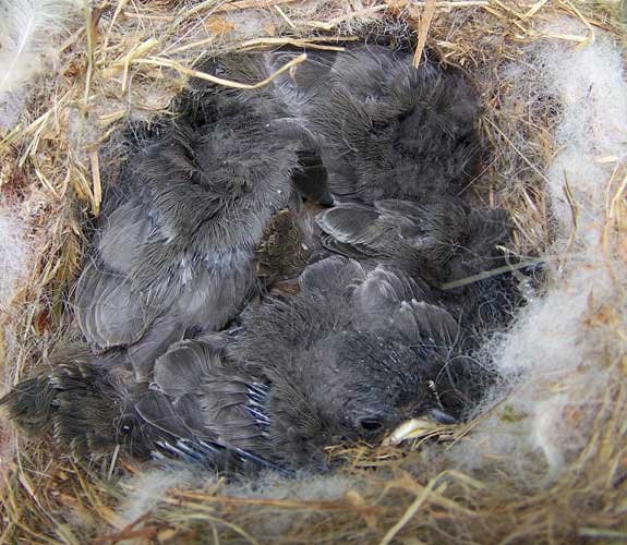 Tufted Titmouse nestlings 12 days old. photo by E Zimmerman
