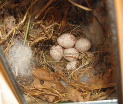 TUTI nestcup. Photo by Bet Zimmerman.