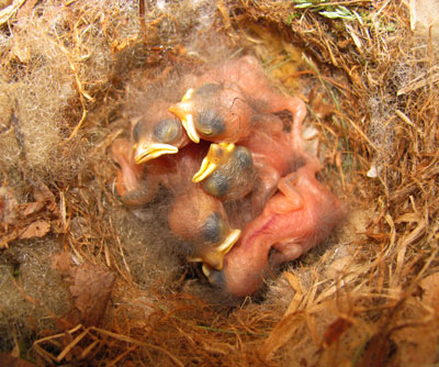 TUTI nestlings. PHoto by Bet Zimmerman.
