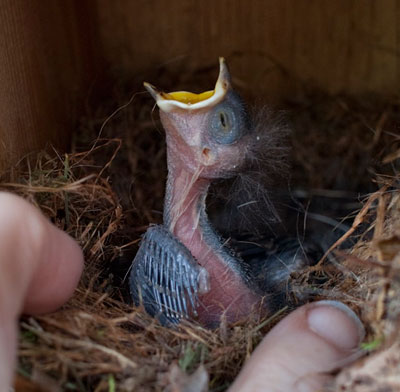 TUTI nestling, photo by Nancy Brown.