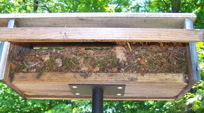 TUTI nest in Zuern box. Photo by Bet Zimmerman.