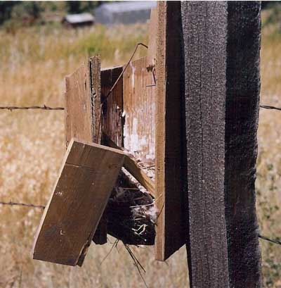 Vandalism on the bluebird trail. Photo by Bob N