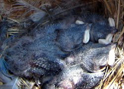 6 day old VGSW nestlings. Photo by Zell Lundberg.