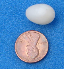 VGSW egg compared to penny. Photo by Zell Lundberg.