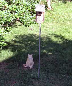 Cat waiting for fledglings. Photo by EA Zimmerman