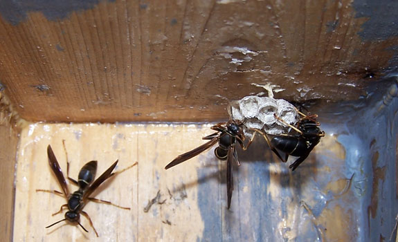 Native Paper Wasp in nestbox? EA ZImmerman