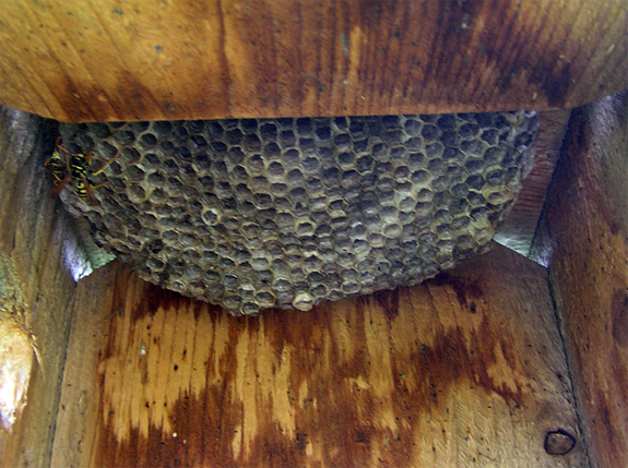 Paper wasp nest. Photo by Cher Layton.