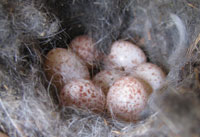 WBNU eggs. Photo by Bet Zimmerman.