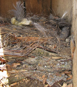 WBNU nest. Photo by Bet Zimmerman.