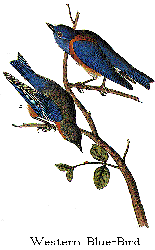 Western Bluebird Audubon Plate