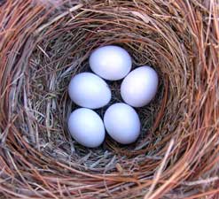 White (whiter than they look in this photo) bluebird eggs, photo by Bet Zimmerman