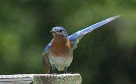 Wing waving male EABL. Photo by Wendell Long.