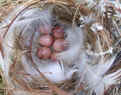 House wren nest.  Photo by B Zimmerman
