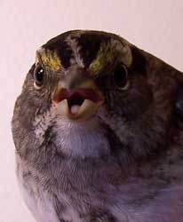 White-throated sparrow, face. Photo by Bet Zimmerman