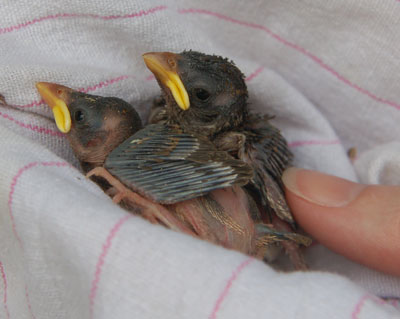 Young House Sparrow nestlings. Photo by Vanessa Voisinet.