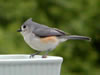 Tufted Titmouse adult, Pam photo